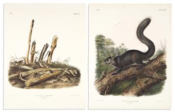 AUDUBON, JOHN JAMES. Group of 7 hand-colored lithographs from Audubons Viviparous Quadrupeds of North America.